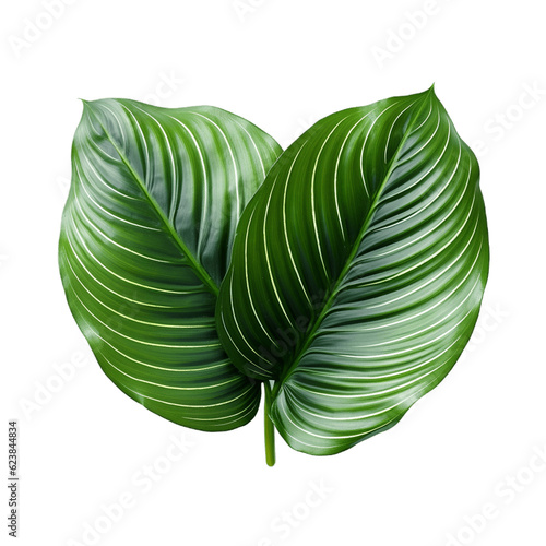 Large green leaves. No background
