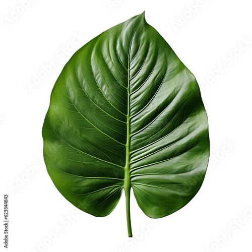 Large green leaf. No background