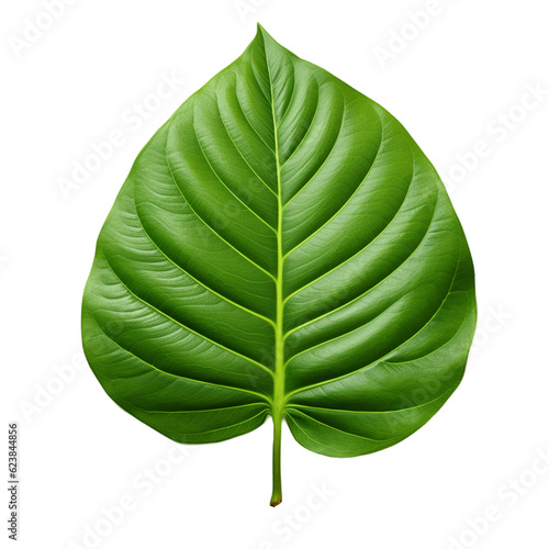Large green leaf. No background