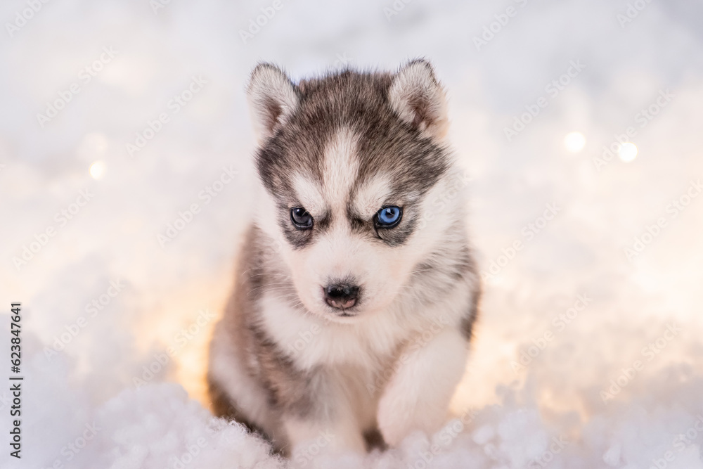 A little one and a half month old husky puppy stand on white fluff with luminous garlands.