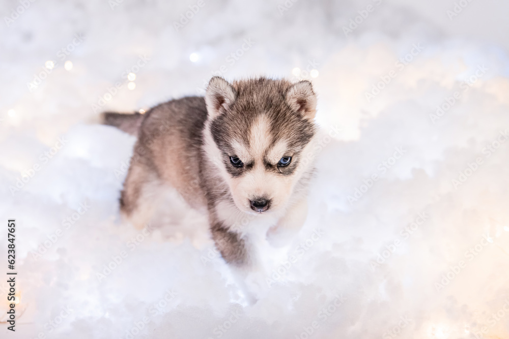 Obraz premium A little one and a half month old husky puppy stand on white fluff with luminous garlands.