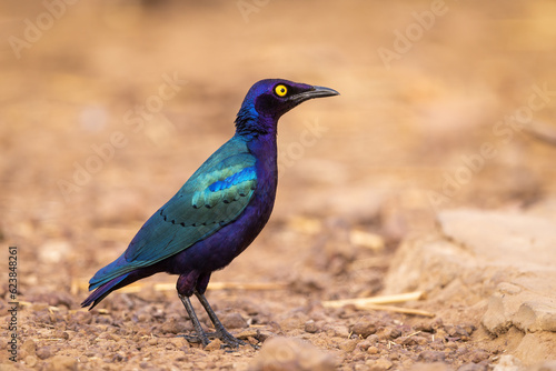 Purple Starling perched on the ground 