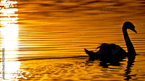 Swan in the lake at sunset