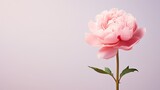 A breathtaking capture of a delicate pink peony bud, showcasing its tightly wrapped petals and promising beauty, against a blurred and serene background, providing space for text. Wedding. Generative 