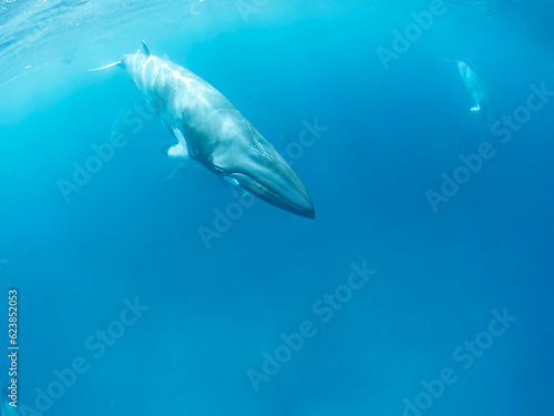 Minke whales in Great Barrier Reef