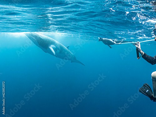 Minke whales in Great Barrier Reef