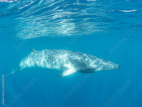 Minke whales in Great Barrier Reef