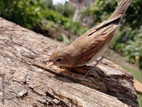 Common nightingale in the garden on an old log. Singing birds. Luscinia luscinia photo