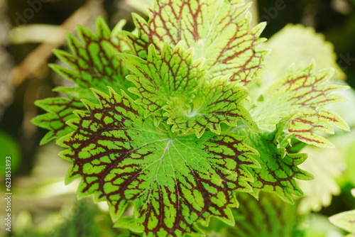 The Ati-Atihan coleus, scientifically known as Plectranthus scutellarioides 'Ati-Atihan', is a variety of coleus, a popular ornamental plant prized for its colorful foliage. 彩叶草