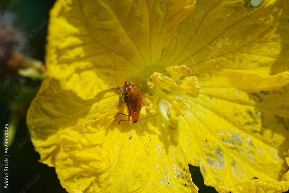 Aulacophora indica, commonly known as the Indian Aulacophora beetle or