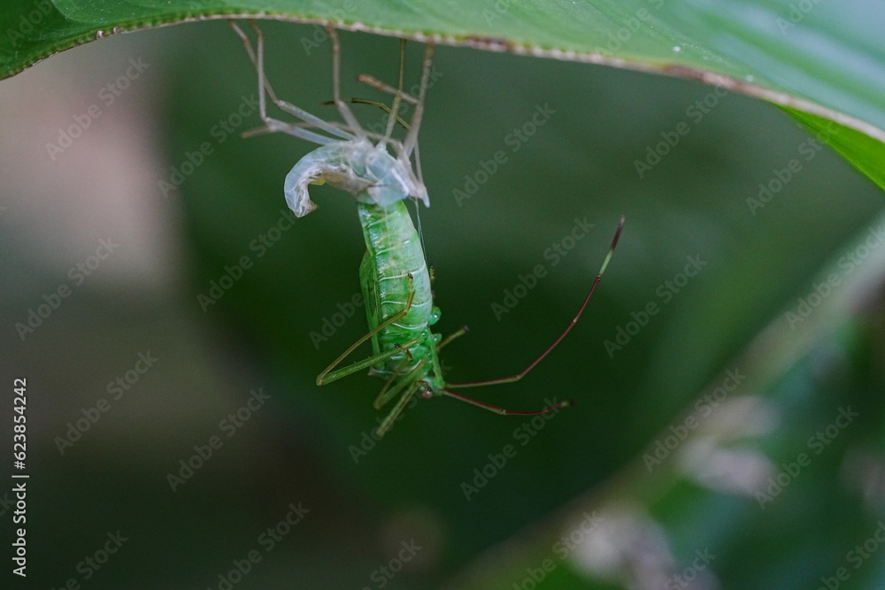 Macrolophus caliginosus is a species of predatory mirid bug, belonging