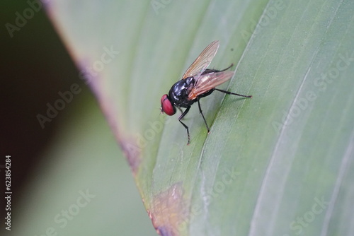 Φωτογραφία Ophyra is a genus of flies belonging to the family Muscidae, commonly known as the small dung flies or lesser house flies