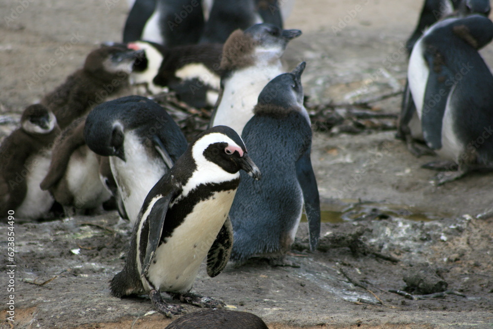 Obraz premium Humboldt penguins on the rocks, boulders beach, South Africa 