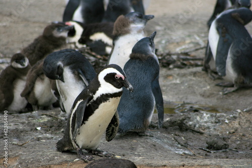 Humboldt penguins on the rocks, boulders beach, South Africa 