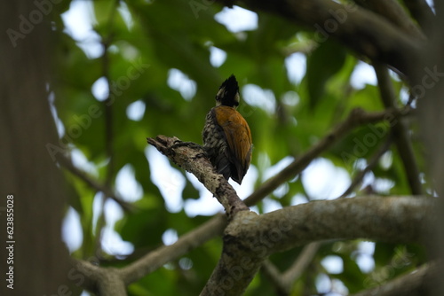 The common flameback  Dinopium javanense   also referred to as the common goldenback  is a small  28   30 cm   three-toed woodpecker in the family Picidae  found throughout South and Southeast Asia.