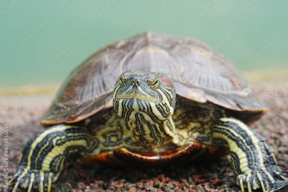 Obraz premium Baby Red Eared Slider Habitat| turtle|紅耳龜