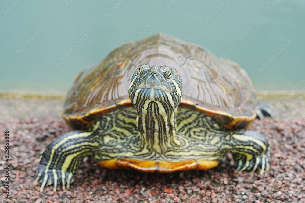 Fototapeta premium Baby Red Eared Slider Habitat| turtle|紅耳龜