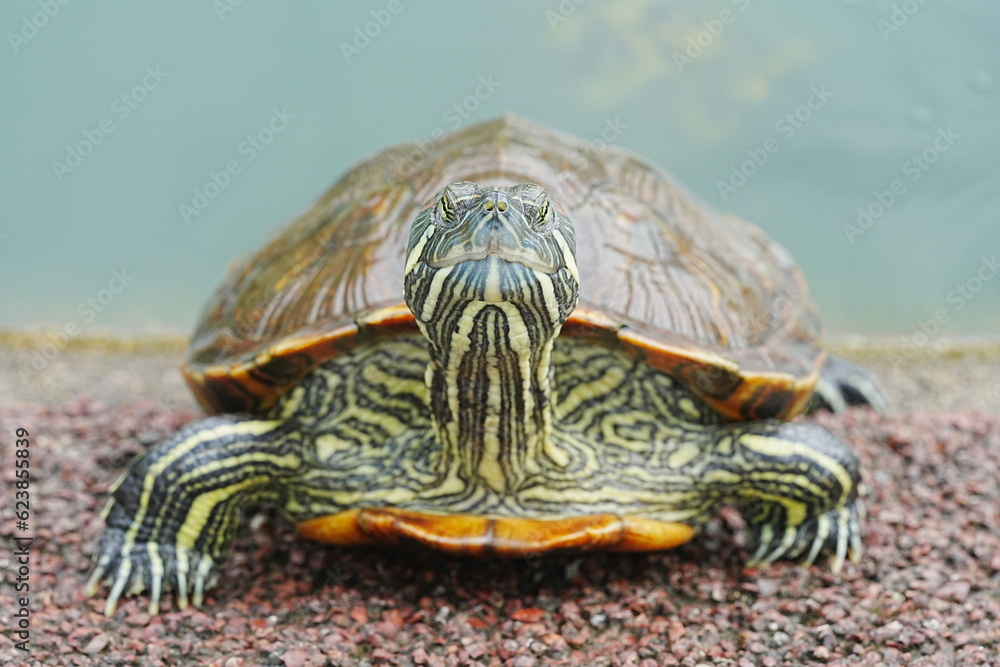 Baby Red Eared Slider Habitat| turtle|紅耳龜 Baby Red Eared Slider Habitat| turtle|紅耳龜