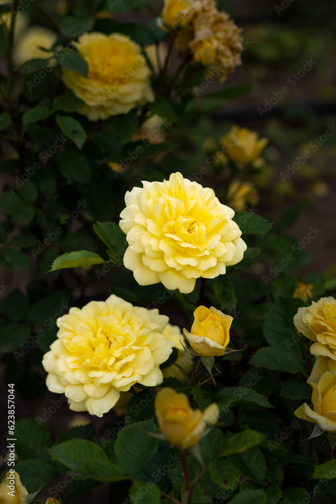 Beautiful blossoming rose flower outdoors, closeup Beautiful blossoming rose flower outdoors, closeup