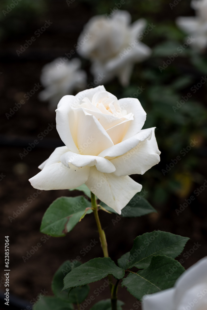 Beautiful blossoming rose flower outdoors, closeup Beautiful blossoming rose flower outdoors, closeup