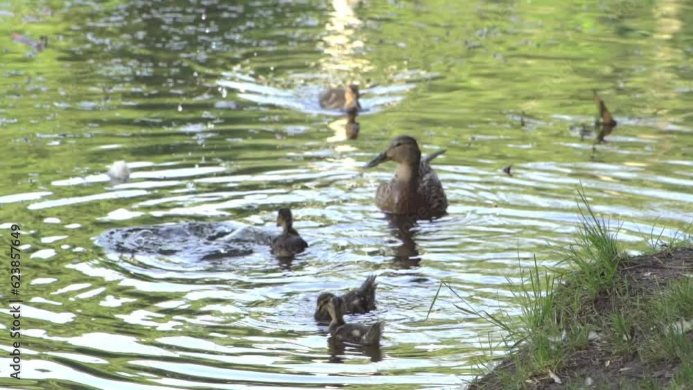 Little ducklings swim on the lake. Wild duck in nature. Pond river. Little ducklings swim on the lake. Wild duck in nature. Pond river.