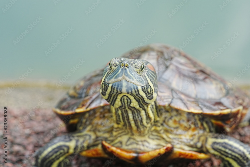 Baby Red Eared Slider Habitat| turtle|紅耳龜 Baby Red Eared Slider Habitat| turtle|紅耳龜