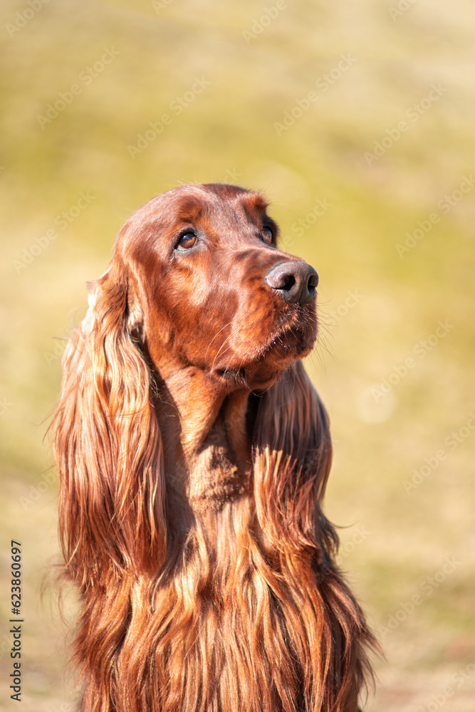 Irish red setter portrait on green grass background, outdoors Irish red setter portrait on green grass background, outdoors