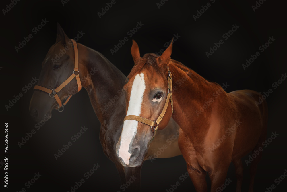 Fototapeta premium Beautiful brown horses on a black background