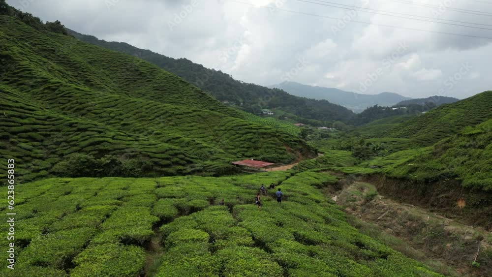 aerial views of tea fields aerial views of tea fields