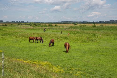 Herd of brown horses grazing in the meadow