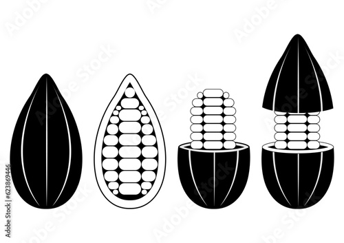 Fresh Cocoa Fruits Silhouette, Cacao Beans, Cocoa Pod. Vector Illustration Isolated on White Background.