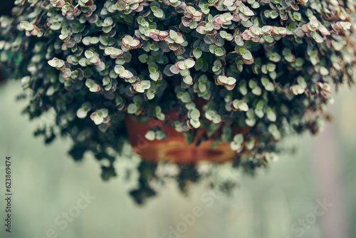 Fotografi Close-up of a green spherical curly flower on a blurry background