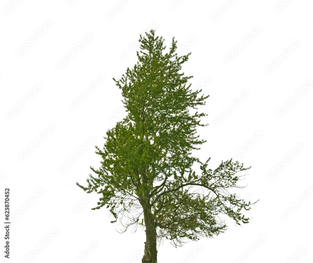 Obraz premium Old green tree isolated