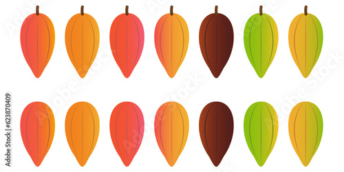 Fresh Cocoa Fruits and Beans, Cacao Beans, Cocoa Pod. Vector Illustration Isolated on White Background.