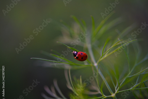 The red beetle. Ladybug on lettuce leaves.