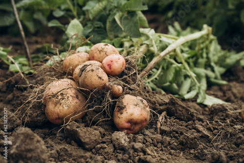 A pile of mature potatoes lying on the ground amidst a vast field. Harvest time on the field.