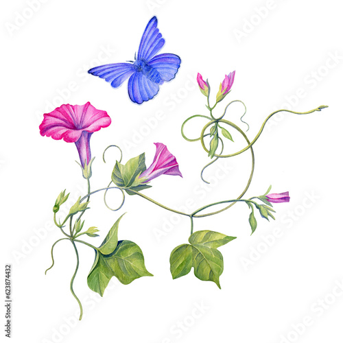 Photography Watercolor illustration of pink flowers of ipomoea and blue butterfly