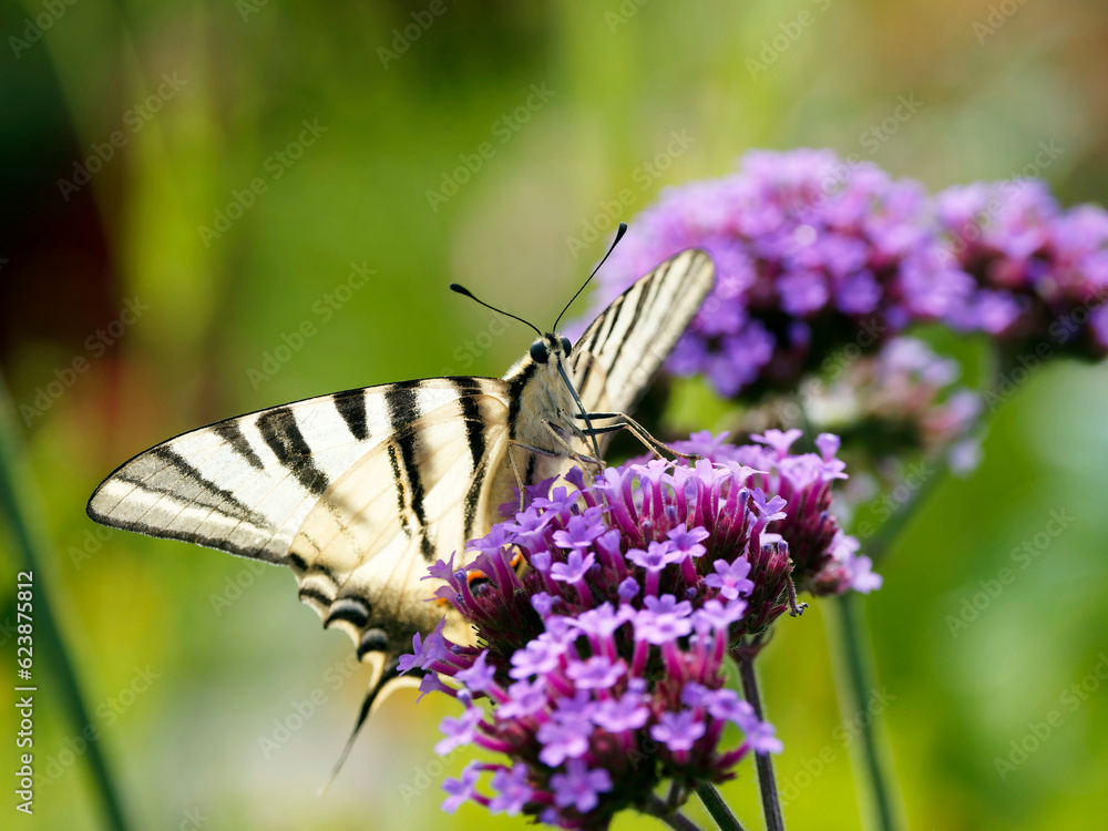 Tête et trompe d'un flambé (Iphiclides podalirius) vues de près, butinant une fleur de verveine de Buenos-Aires (Verbena bonariensis)
Tête et trompe d'un flambé (Iphiclides podalirius) vues de près, butinant une fleur de verveine de Buenos-Aires (Verbena bonariensis)
