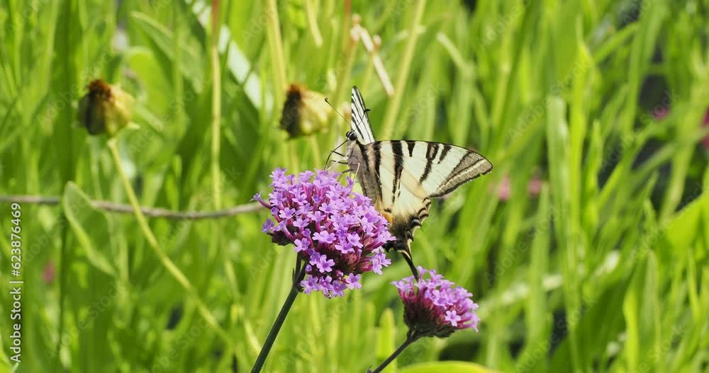 Iphiclides podalirius | Papillon le Flambé ou voilier, magnifique papillon d'europe, butinant le nectar de fleurs de verveine de Buenos-Aires (Verbena bonariensis)

