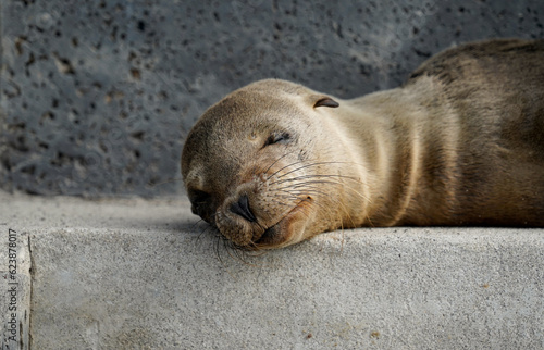 Portrait of a cute, sleeping baby sea lion, Floreana Island, Galapagos 