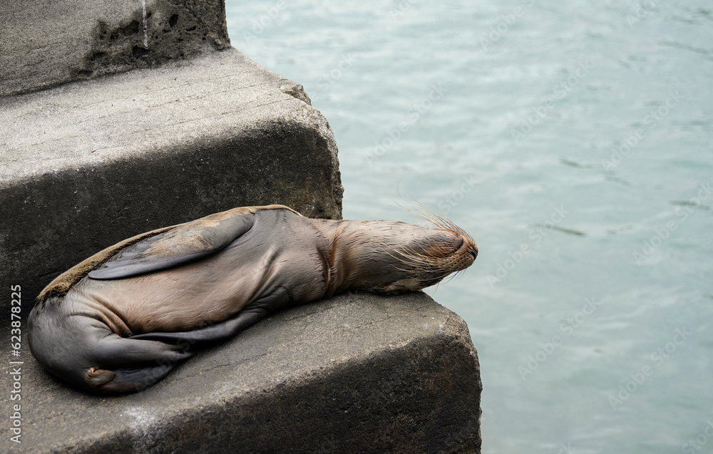 Fototapeta premium Baby sea lion sleeping on the steps near the water, Floreana Island, Galapagos 
