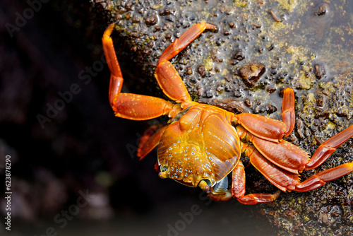 Sally Light-foot crab on the volcanic black rocks, Floreana Island, Galapagos  photo