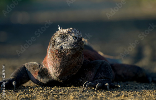 The close up of marine iguana  dark background. Floreana Island  Galapagos 