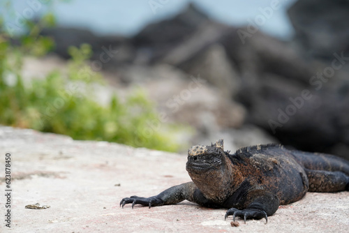 Marine iguana on the path, Floreana Island, Galapagos 