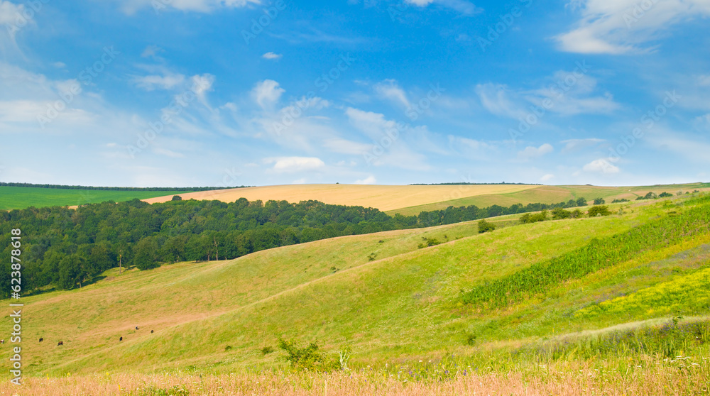 Hilly green meadow, pasture and blue sky. Wide photo.