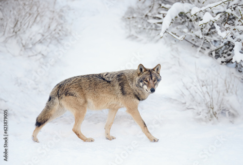 walking gray wolf in the snow in the forest