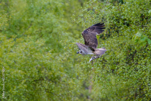 Osprey, Pandion halietus, in flight against a background of trees.