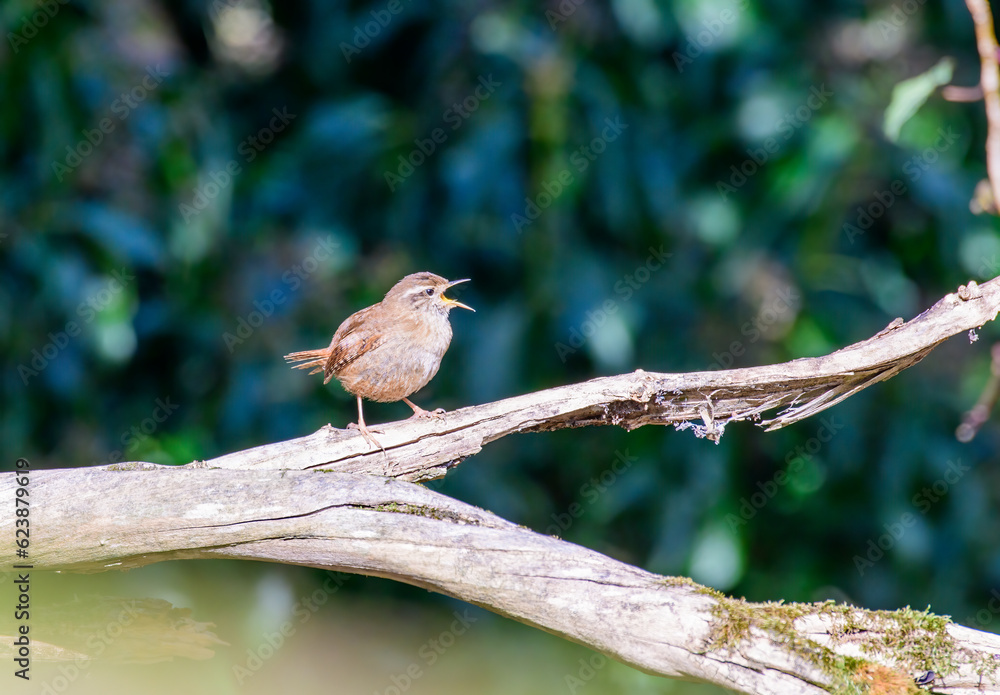 Fototapeta premium Wren, Troglodytes troglodytes, singin from a tree branch looking right