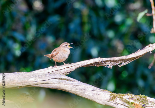 Wren, Troglodytes troglodytes, singin from a tree branch looking right