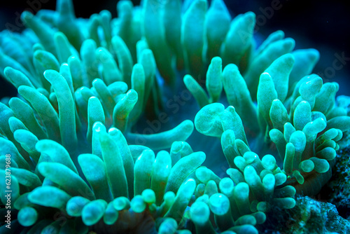 Fotografia, Obraz green bubble-tip anemone in underwater